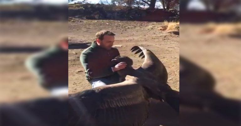 El emotivo reencuentro entre un ave Cóndor y el hombre que le salvó la vida