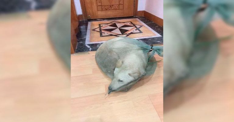 Salva a un perro que se vendía como comida