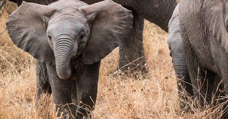 ¿Sabes por qué se dice que alguien tiene «memoria de elefante»?