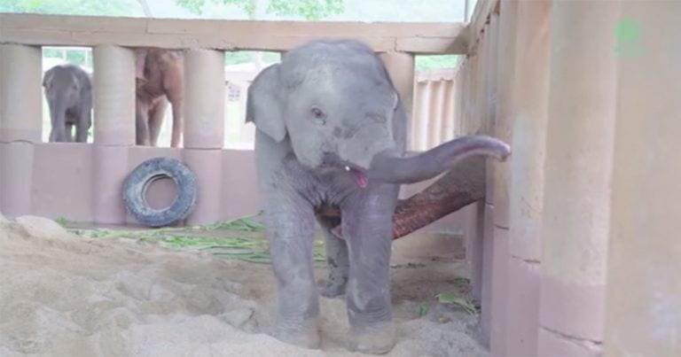 Cariñoso recibimiento de la manada al bebé elefante recién llegado