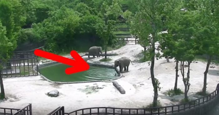 elefantes rescate cria