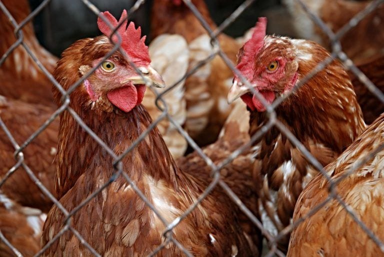 Muchas empresas eliminarán las jaulas de sus gallinas antes de 2025