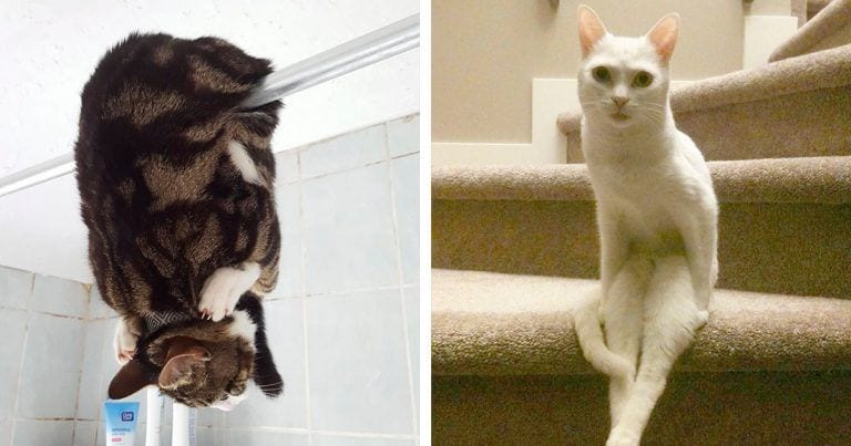 Las posturas favoritas de algunos gatos originales