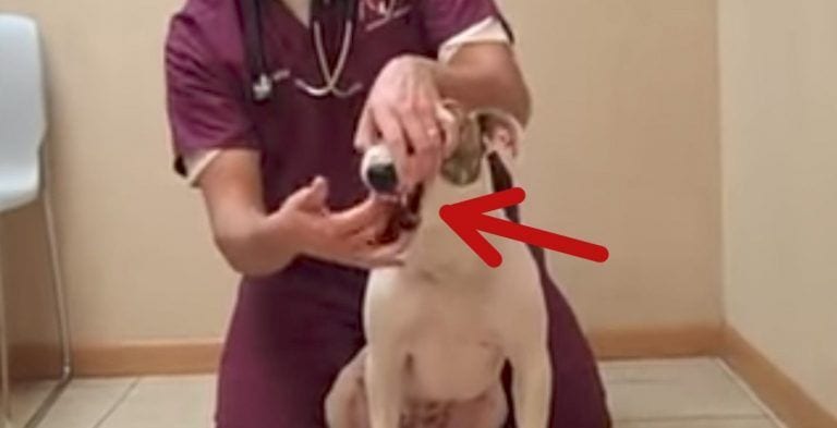 Esta sencilla maniobra puede salvar la vida de tu perro