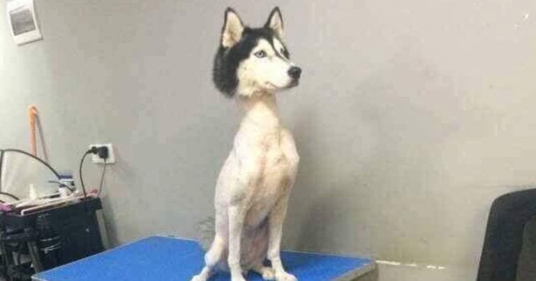 El porqué no debemos rapar a un husky