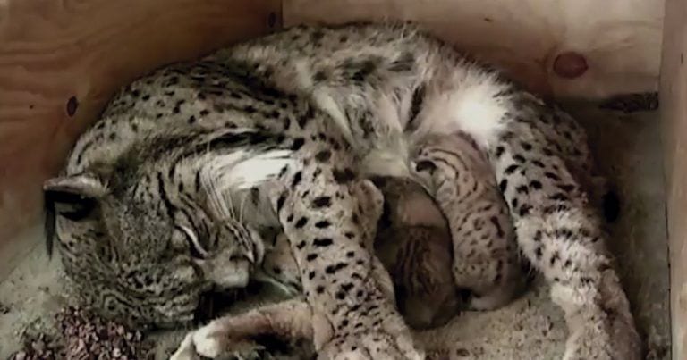 La hembra de lince que más cachorros ha criado fallece durante el incendio de Doñana