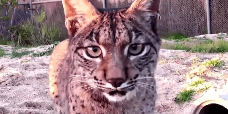 Imágenes inéditas de un tipo de lince muy difícil de encontrar