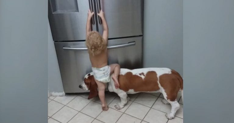 La artimaña de un niño para subir a la nevera