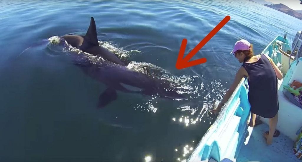 orca juega con barco destacada