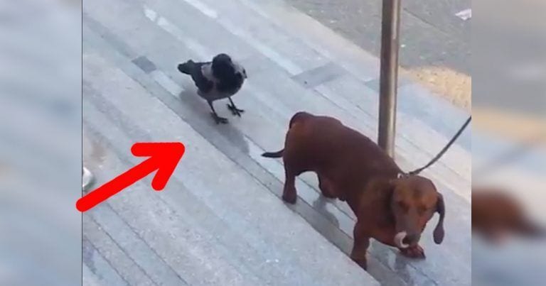 Encuentro entre un pájaro puñetero y un perro salsicha