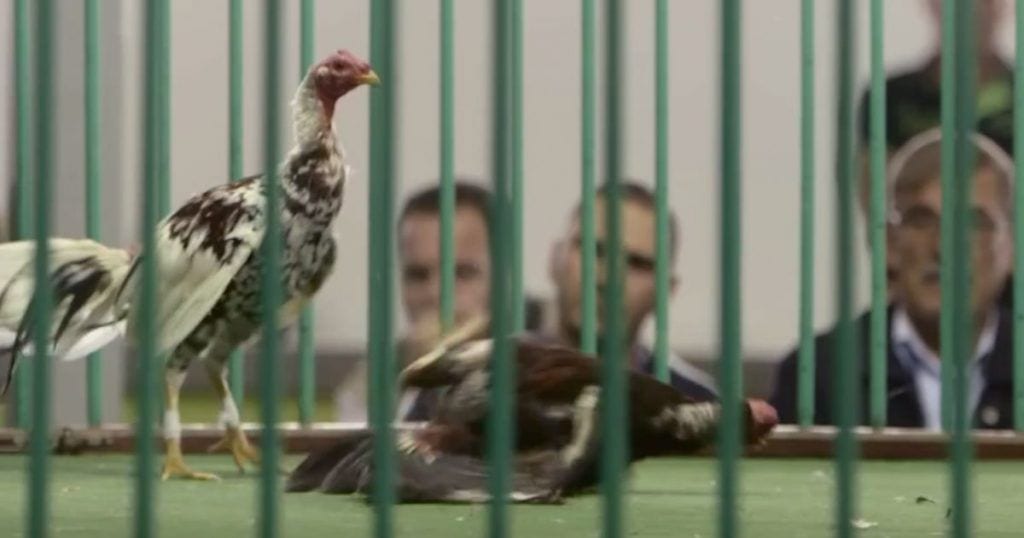 pelea gallos canarias destacada