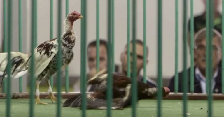 En Canarias están prohibidas las corridas de toros, pero son legales las peleas de gallos