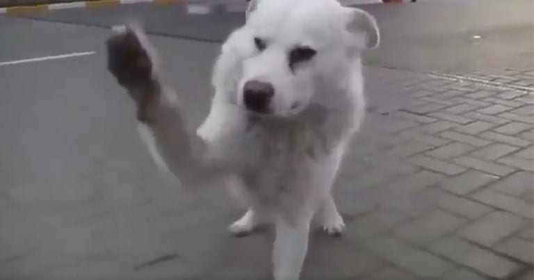 Reacción de un perro abandonado cuando recibe cariño