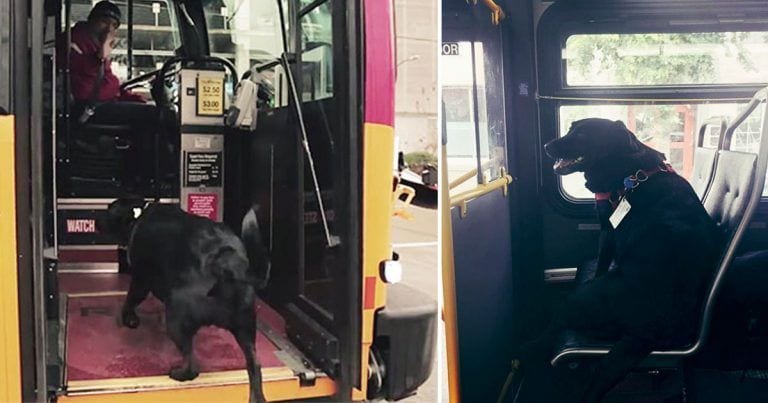 Cada día, la perrita se sube sola al autobús y se va al parque