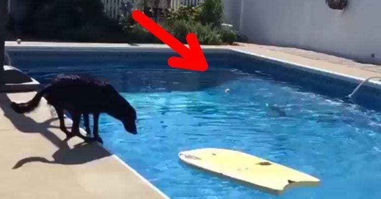 ¡Lo que hace un perro para conseguir su pelota dentro de la piscina!