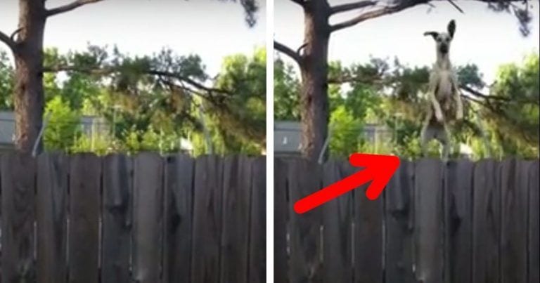 El ingenioso plan de una perra para espiar a sus vecinos a través del jardín
