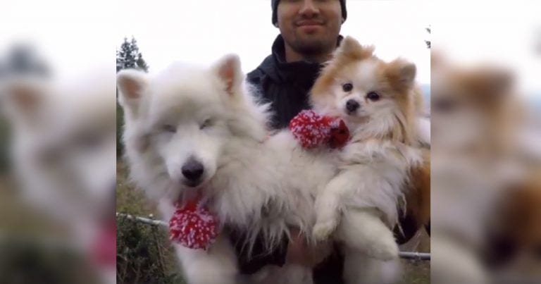 Un perro ciego y su perro lazarillo, grandes amigos
