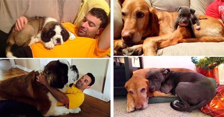 15 perros adorables que no se han dado cuenta de que han crecido