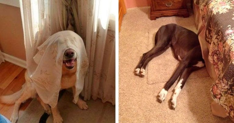 Fotos de perros jugando al escondite