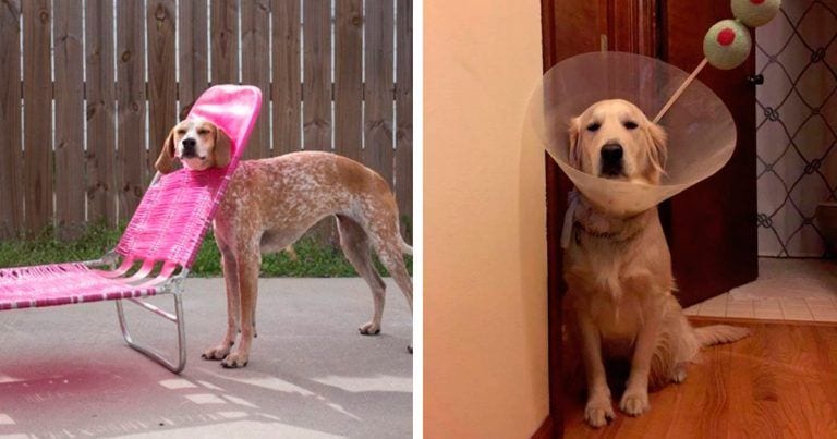 Diez perros que vienen dispuestos a alegrarte el día