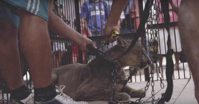 Indescriptible reacción de un puma que fue liberado tras pasar 20 años encadenado