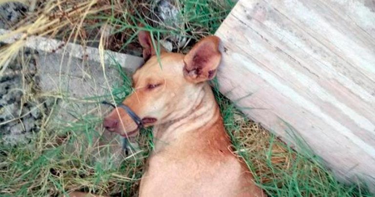 Salvan la vida de esta perra a la que habían abandonado atada de patas y boca