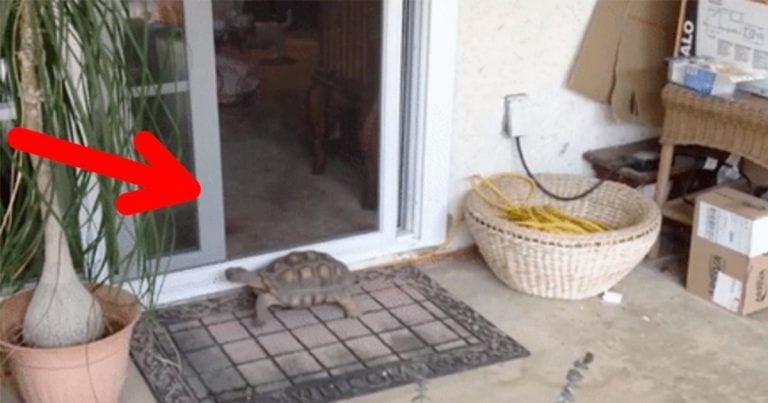 ¡Lo que es capaz una tortuga para entrar dentro de la casa!