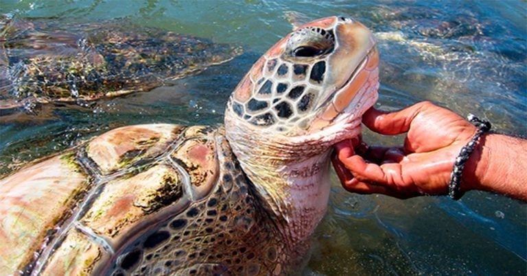 Un hogar para la tortuga marina verde que en realidad es una granja