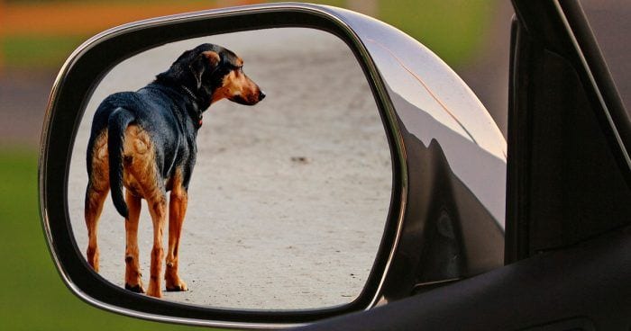 abandono animal destacada