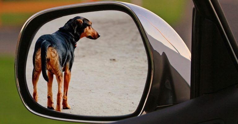¿Imaginas abandonar a tu mascota en vacaciones? Ayúdanos a crear conciencia