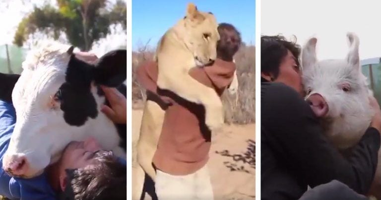 ¿Sólo los perros y los gatos son cariñosos? Imágenes muy tiernas