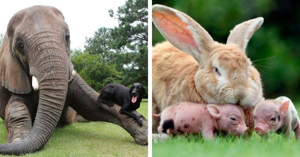 animales diferentes juntos destacada