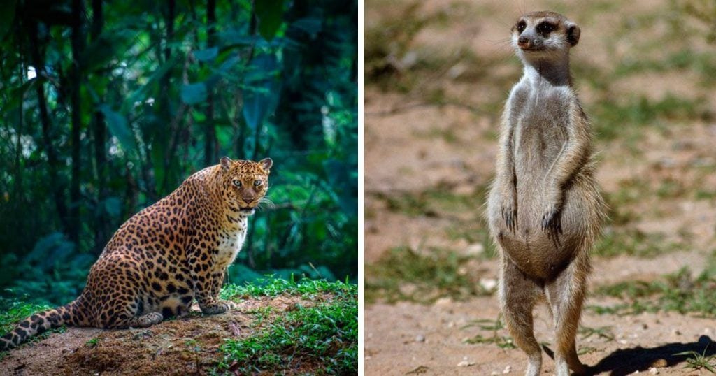 animales embarazo dest