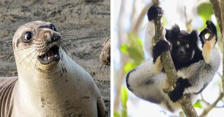 10 animales salvajes captados en el momento más divertido