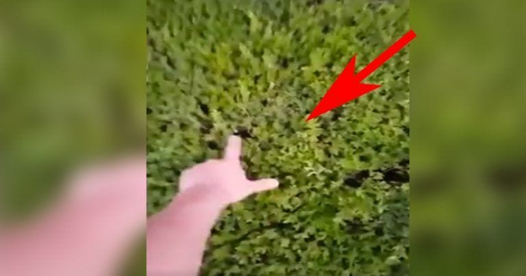 Cada vez que toca el arbusto aparece un gatito
