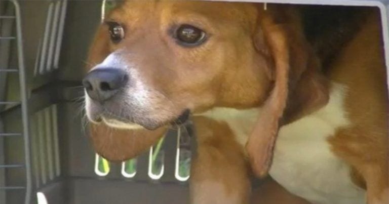 156 perros beagle liberados de un laboratorio y ¡ven el sol por primera vez!