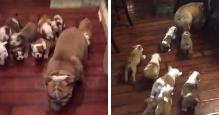 Los 9 cachorros siguen al papá a todas partes hasta que a él se le ocurre una brillante idea
