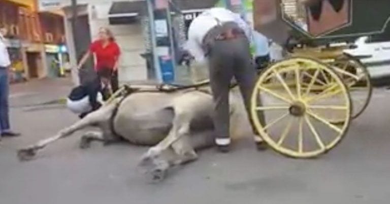 Una yegua cae desplomada por agotamiento durante el Domingo Rociero