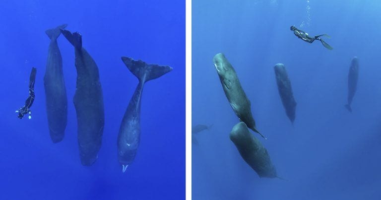 Sorprendentes y raras fotografías de cachalotes durmiendo