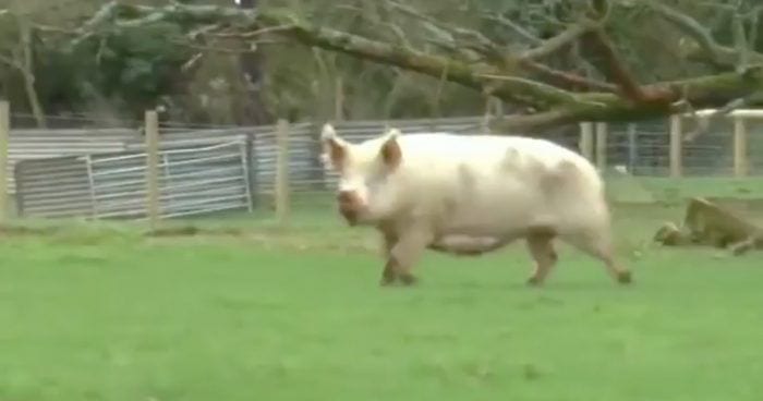 cerdo en libertad