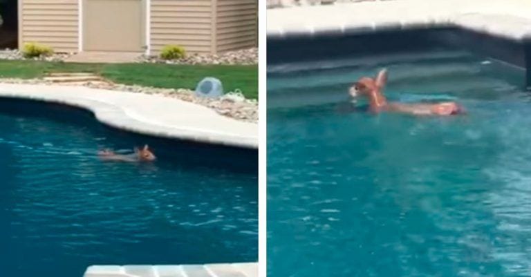 Un cervatillo entra en el jardín para disfrutar de un refrescante bañito