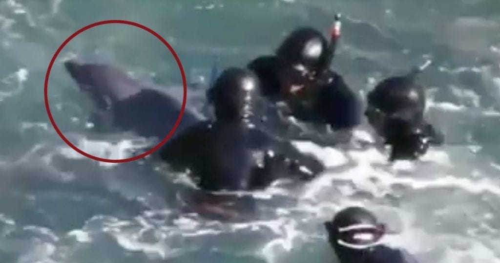 delfin captura acuario dest