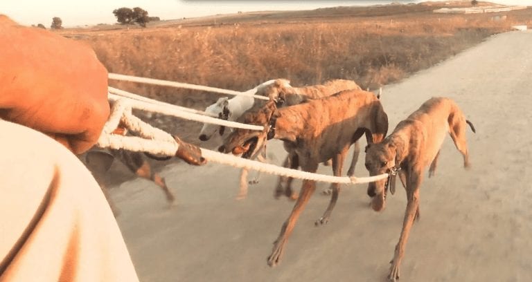 Este es el cruel entrenamiento de galgos que quieren legalizar en Extremadura