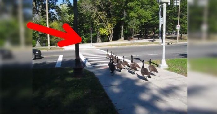 gansos cruzando calle