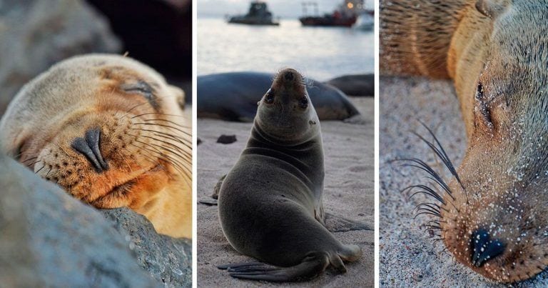 10 curiosidades sobre los leones marinos