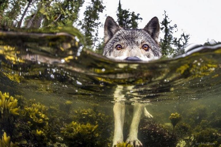 Conoce a los lobos de mar, la especie que te va a enamorar