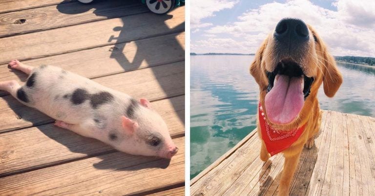 10 animales que saben disfrutar de las vacaciones
