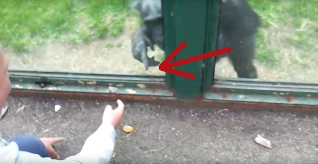 mono intentando escapar