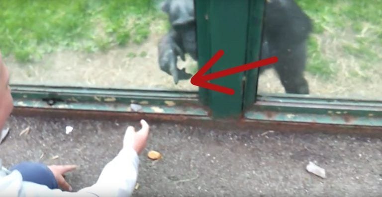Un chimpancé le «enseña» a un humano cómo abrir su jaula