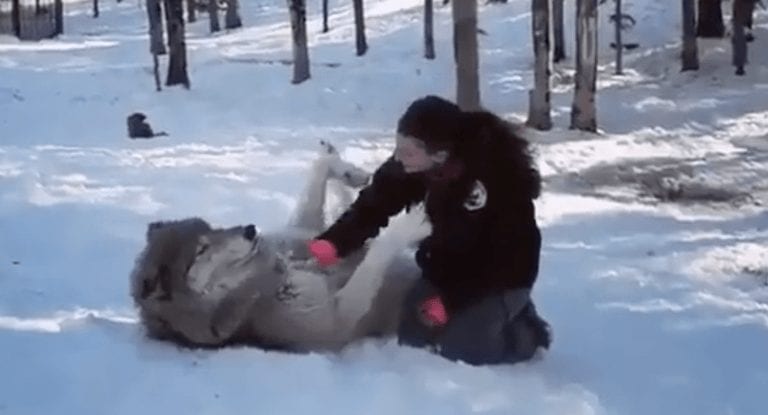 ¿Te gustaría acariciar a un lobo como si fuera un perro? Esta mujer lo hace